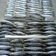 Sardine المجمدة كل الإضاءة المستديرة التي اشتعلت الأسماك 80-100 جم